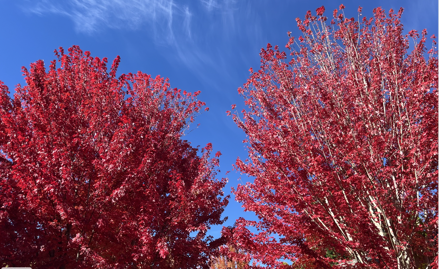 Neighborhood tree planting in Beaverton